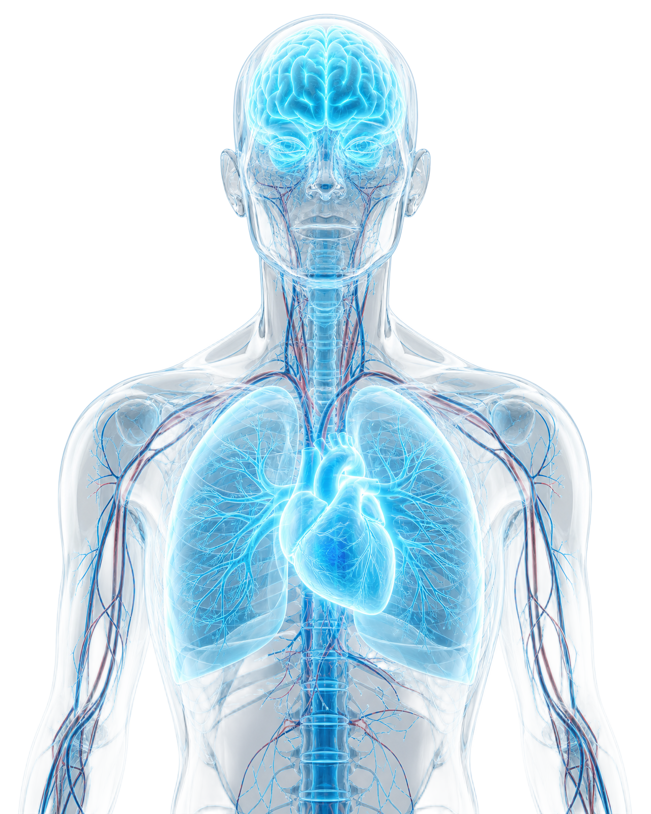 Translucent 3D human upper body with glowing organs and biomarkers